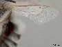 Anthophora phenax image