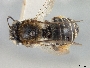 Image of Melissodes rufodentatus