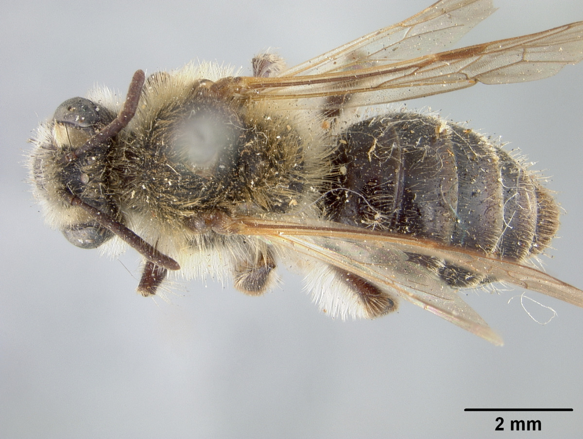 Andrena barbilabris image