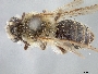Image of Andrena barbilabris