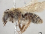 Andrena barbilabris image