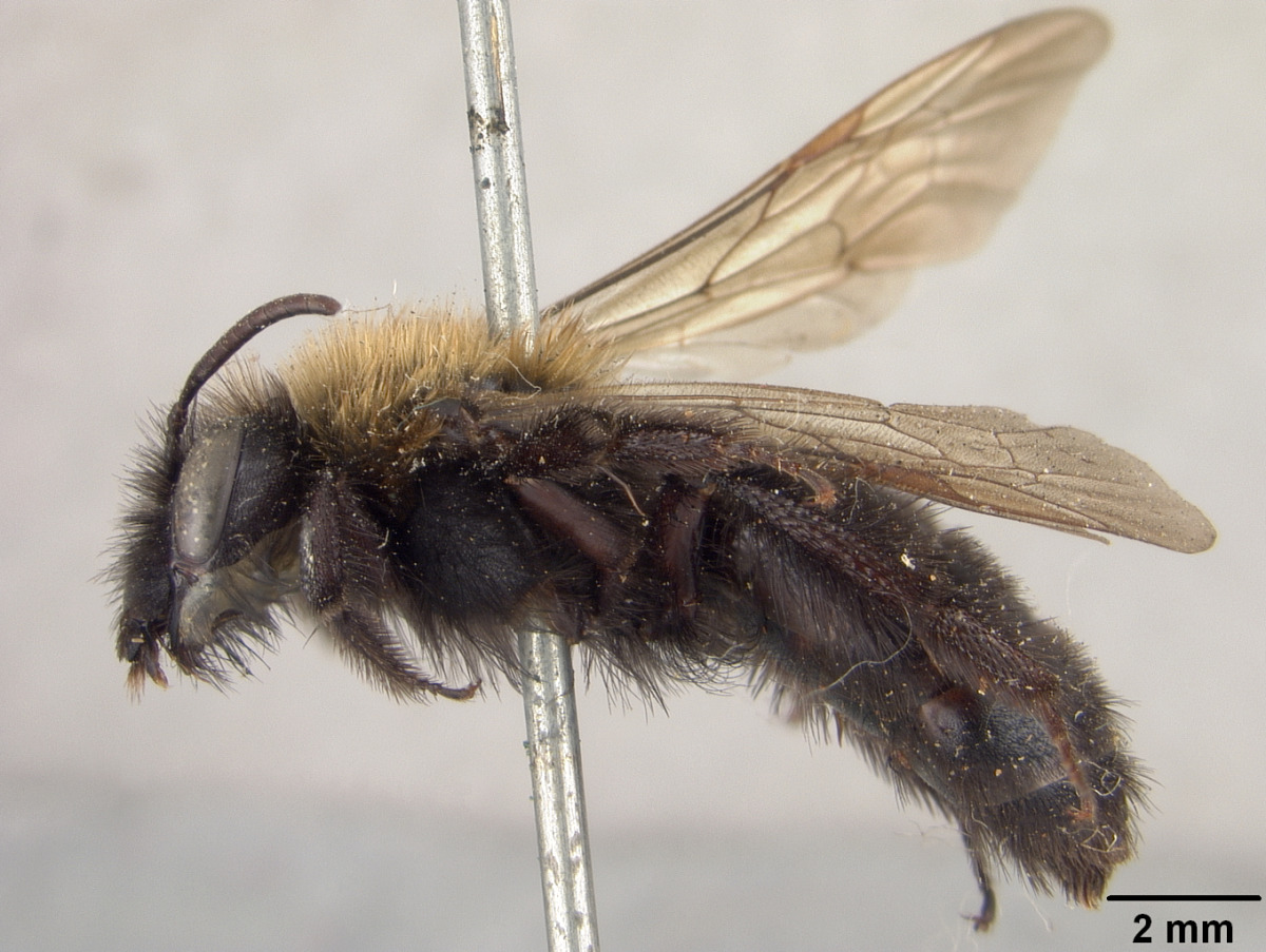 Andrena anograe image