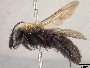 Andrena anograe image