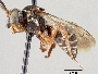 Triepeolus rufotegularis image