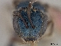 Lasioglossum cyaneum image