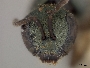 Lasioglossum sanctivincenti image