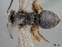 Andrena melanochroa image