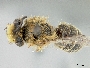 Image of Mourecotelles spinolae