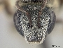 Lasioglossum vagans image
