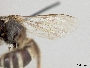 Lasioglossum albescens image