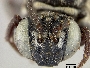 Triepeolus helianthi image