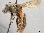 Andrena sitiliae image