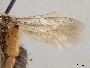 Andrena sitiliae image