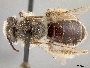 Andrena crawfordi image