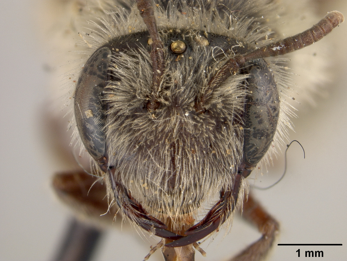 Andrena crawfordi image