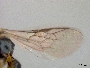Conanthalictus cotullensis image