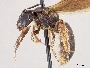 Pseudopanurgus aethiops image