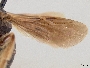Pseudopanurgus aethiops image