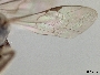 Lasioglossum indistinctum image