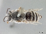 Image of Colletes algarobiae