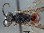Image of Sphecodes laticeps