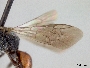 Sphecodes laticeps image
