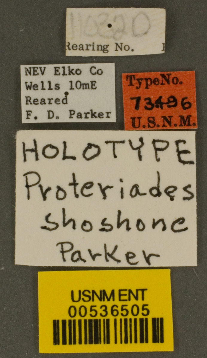 Hoplitis shoshone image