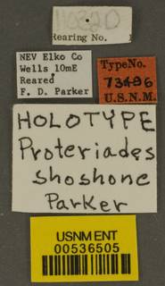 Hoplitis shoshone image