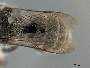 Atoposmia anodontura image