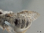 Hoplitis biscutellae image