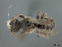 Image of Hoplitis brachyodonta