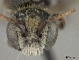 Hoplitis brachyodonta image