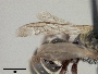 Hoplitis brachyodonta image
