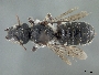 Hoplitis pilosifrons image
