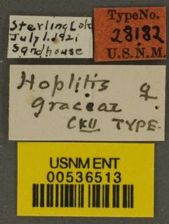 Hoplitis pilosifrons image