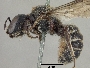 Hoplitis truncata image