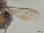 Hoplitis truncata image
