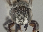 Megachile alata image