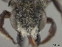 Megachile gemula image