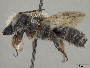 Megachile gemula image