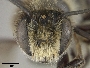 Megachile lapponica image