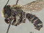 Megachile lapponica image