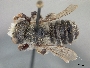 Megachile subnigra image