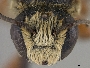 Megachile exaltata image