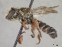 Megachile exaltata image
