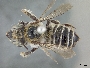 Megachile anograe image