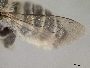 Megachile anograe image