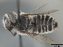 Megachile pilidens image