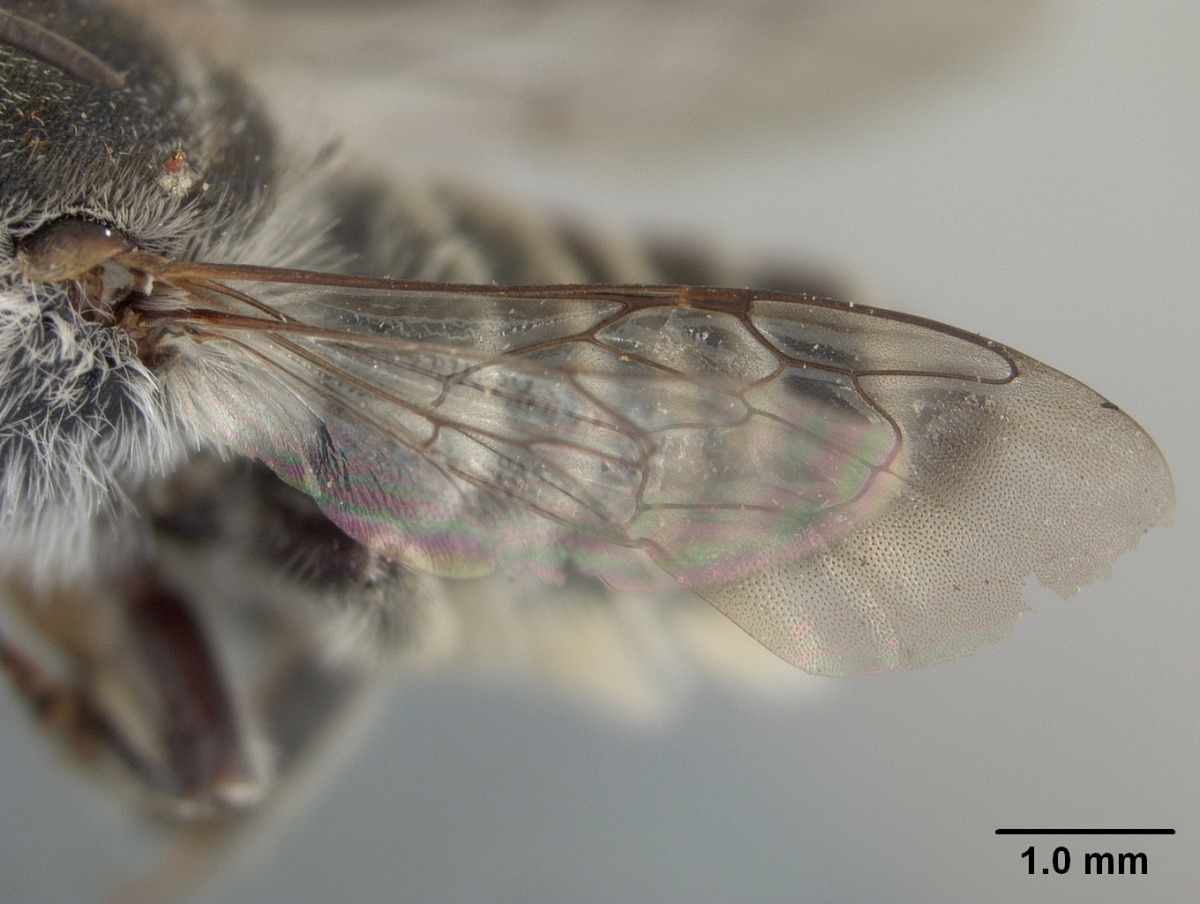 Megachile pilidens image