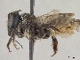 Megachile relativa image